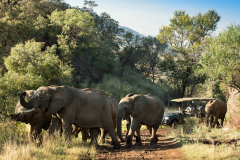 africa_0002_SOUTH-AFRICA-KWA-MARITANE-SAFARI-1