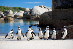 africa_0005_SOUTH-AFRICA-CAPETOWN-BOULDERS-BEACH-1