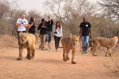 africa_0001_SOUTH-AFRICA-SUN-CITY-WALK-WITH-THE-LIONS-1